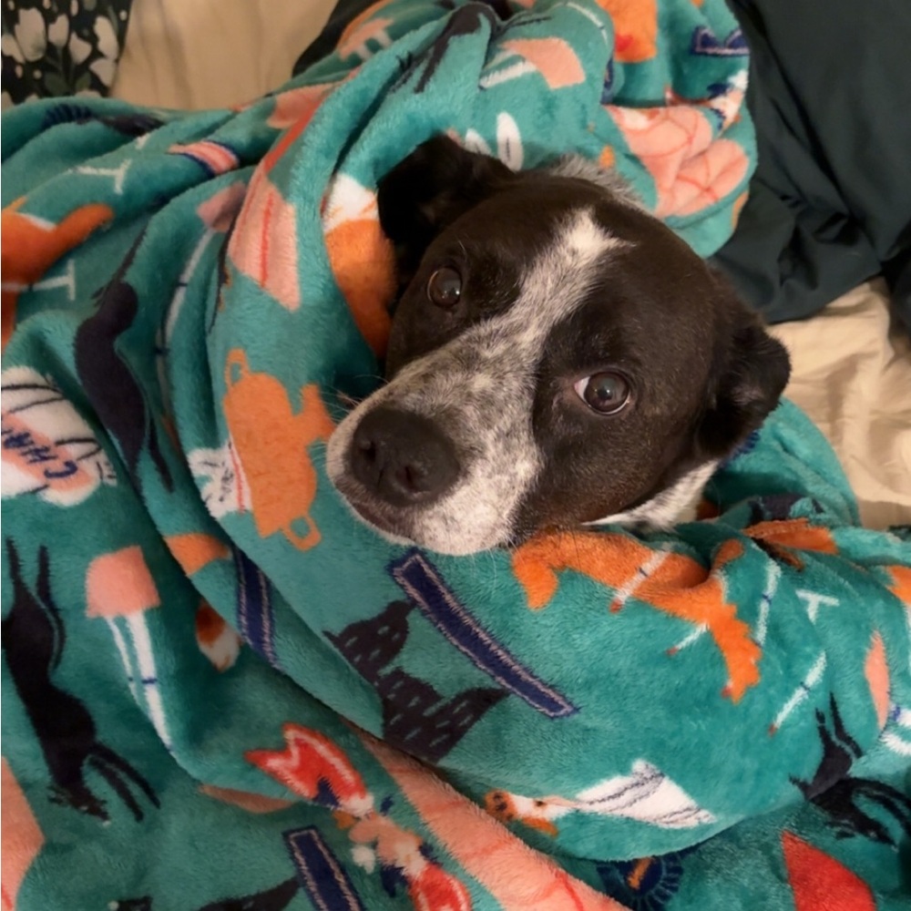 Meet your Posher, Maddie